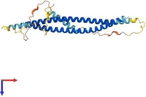 AlphaFold protein structure predicition of Human Recombinant SNAP29 Protein, UniprotID O95721