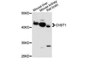 Western blot analysis of extracts of various cell lines, using CHST1 antibody (ABIN6292877) at 1:1000 dilution. (CHST1 anticorps)
