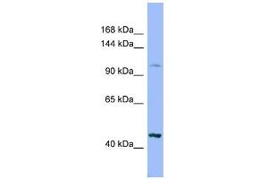 WB Suggested Anti-XYLT2 Antibody Titration:  0. (XYLT2 anticorps  (Middle Region))