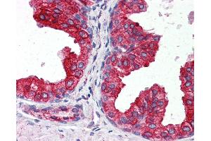 Anti-CYB5A / Cytochrome b5 antibody IHC of human prostate. (CYB5A anticorps  (AA 1-135))