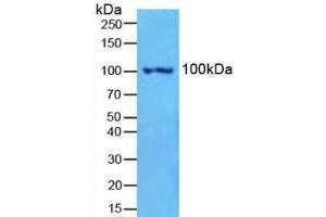 Figure. (Nuclear Factor kappa B2 (AA 38-343) anticorps)