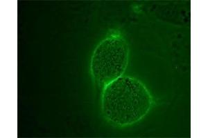 Expression of Angiotensin II receptor type-2 in mouse 3T3-L1 cells - Cell surface detection of Angiotensin II receptor type-2 in intact live mouse 3T3-L1 cells with Anti-Angiotensin II Receptor Type-2 (extracellular)-ATTO Fluor-488 Antibody (ABIN7042926), (1:50), (green).