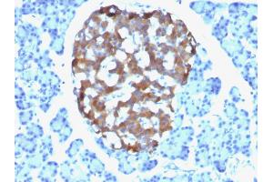Formalin-fixed, paraffin-embedded human Pancreas stained with Chromogranin A Mouse Monoclonal Antibody (CHGA/765).