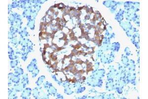 Formalin-fixed, paraffin-embedded human Pancreas stained with Chromogranin A Mouse Monoclonal Antibody (CHGA/765). (Chromogranin A anticorps)