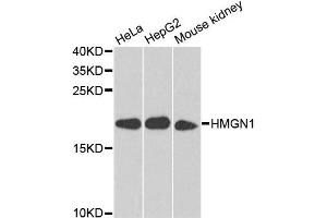 Western blot analysis of extracts of various cell lines, using HMGN1 antibody (ABIN5975005) at 1/1000 dilution. (HMGN1 anticorps)