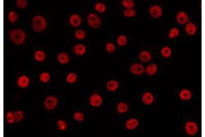 ABIN6266615 staining HepG2 by IF/ICC. (Cyclin L1 anticorps  (C-Term))