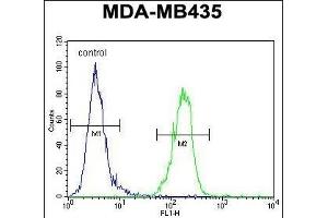 AKT1 Antibody (N-term) (ABIN391212 and ABIN2841290) flow cytometric analysis of MDA-M cells (right histogram) compared to a negative control cell (left histogram). (AKT1 anticorps  (N-Term))
