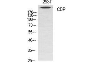 Western Blot analysis of various cells using CBP Polyclonal Antibody diluted at 1:1000. (CBP anticorps  (AA 2370-2450))