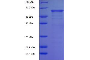 SDS-PAGE (SDS) image for SMAD, Mothers Against DPP Homolog 3 (SMAD3) (AA 1-425), (full length) protein (His-SUMO Tag) (ABIN5710376)