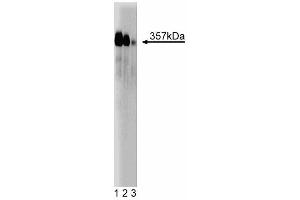 Western blot analysis of Mitosin on a Jurkat cell lysate (Human T-cell leukemia, ATCC TIB-152). (CENPF anticorps  (AA 209-381))