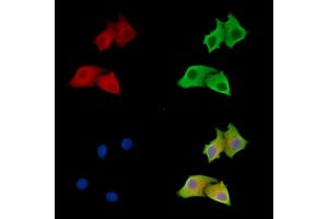 ABIN7096805 and ABIN7100871 staining HepG2 cells by IF/ICC. (ANGEL2 anticorps)
