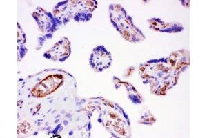 IHC-P: Integrin beta 1 antibody testing of human placenta tissue (ITGB1 anticorps  (AA 527-728))