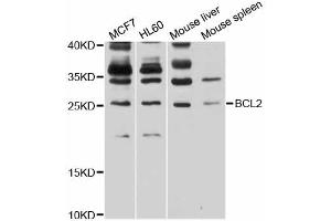 Western blot analysis of extracts of various cell lines, using BCL2 antibody (ABIN6291793) at 1:1000 dilution. (Bcl-2 anticorps)