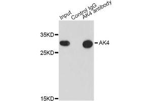 Immunoprecipitation analysis of 200ug extracts of HepG2 cells using 0. (AK4 anticorps)