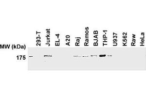 Western blot analysis of human and mouse cell lines using anti-human NLRP1/NALP1 antibody (AL176) . (NLRP1 anticorps  (N-Term))