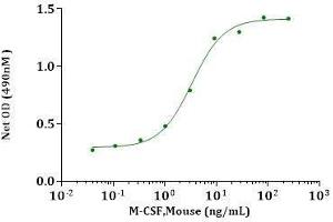 M-CSF, Mouse stimulates cell proliferation of M-NFS-60 cells.