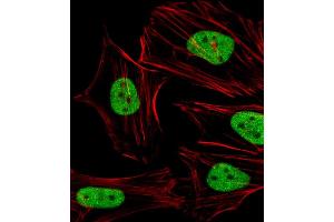 Immunofluorescent analysis of 4 % paraformaldehyde-fixed, 0.