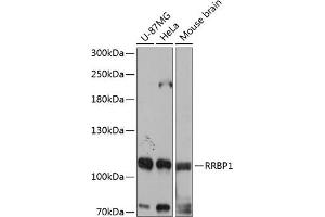 Western blot analysis of extracts of various cell lines, using RRBP1 antibody (ABIN6132872, ABIN6147259, ABIN6147260 and ABIN6215844) at 1:3000 dilution. (RRBP1 anticorps  (AA 1-140))