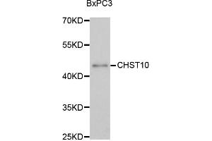 Western blot analysis of extracts of BxPC-3 cells, using CHST10 antibody (ABIN1875846) at 1:3000 dilution. (CHST10 anticorps)
