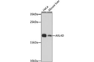 Western blot analysis of extracts of various cell lines, using D antibody (ABIN7265495) at 1:1000 dilution. (ARL4D anticorps  (AA 92-201))