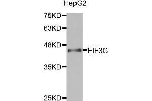 Western blot analysis of extracts of HepG2 cell lines, using EIF3G antibody.