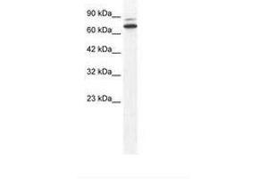 Image no. 1 for anti-Zinc Finger Protein 57 (ZFP57) (N-Term) antibody (ABIN6736000) (ZFP57 anticorps  (N-Term))