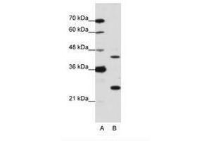 Image no. 2 for anti-MYC Induced Nuclear Antigen (MINA) (N-Term) antibody (ABIN203044) (MINA anticorps  (N-Term))
