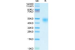 Human CD48 on Tris-Bis PAGE under reduced condition.