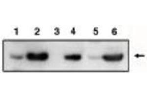 Image no. 1 for anti-Tumor Protein P53 Inducible Protein 3 (TP53I3) antibody (ABIN201595)