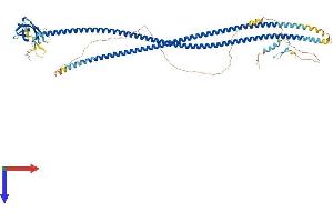 AlphaFold protein structure predicition of Mouse Recombinant Calcoco1 Protein, UniprotID Q8CGU1