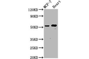 Western Blot Positive WB detected in: MCF-7 whole cell lysate, Rat heart tissue All lanes: NOP53 antibody at 4. (Ribosome Biogenesis Protein NOP53 (NOP53) (AA 227-405) anticorps)