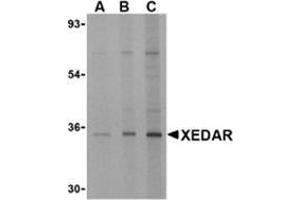 Western blot analysis of XEDAR in 293 cell lysate with this product at (A) 0.