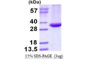 Antigen 85-A (AA 44-338) protein (His tag)