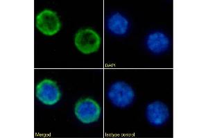 Immunofluorescence staining of mouse splenocytes using anti-CD45R antibody  RA3-6B2 Immunofluorescence analysis of paraformaldehyde fixed mouse splenocytes immobilized on Shi-fix™ cover-slips and stained with the chimeric rabbit IgG version of RA3-6B2 (ABIN7072479) at 10 μg/mL followed by Alexa Fluor® 488 secondary antibody (2 μg/mL), showing membrane staining.