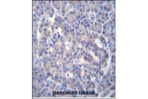 Immunohistochemistry analysis in Formalin Fixed, Paraffin Embedded Human pancreas tissue stained with antibody (Center Y335) followed by peroxidase conjugation of the secondary antibody and DAB staining. (SESN3 anticorps  (Middle Region))