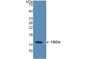 Detection of Recombinant MRP1, Rat using Polyclonal Antibody to Chemokine (C-C motif) ligand 6 (CCL6) (CCL6 anticorps  (AA 21-115))