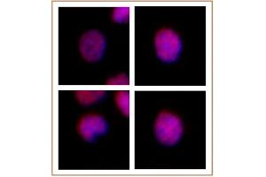 MEIS 1/2/3 antibody (mAb) tested by immunofluorescence.