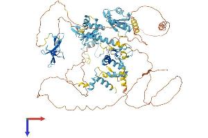 AlphaFold protein structure predicition of Mouse Recombinant Rbm5 Protein, UniprotID Q91YE7