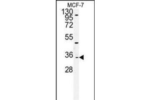 Western blot analysis of TTL Antibody (C-term) (ABIN651357 and ABIN2840199) in MCF-7cell line lysates (35 μg/lane). (TTPAL anticorps  (C-Term))