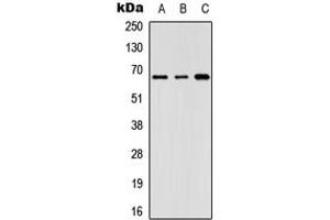 Western blot analysis of GNL3L expression in Lovo (A), HeLa (B), NIH3T3 (C) whole cell lysates. (GNL3L anticorps  (Center))