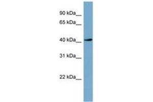 Image no. 1 for anti-Testis-Specific serine Kinase 2 (TSSK2) (AA 251-300) antibody (ABIN6741833) (TSSK2 anticorps  (AA 251-300))