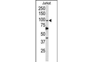 Western blot analysis of POLD1 Antibody in Jurkat cell line lysates (35ug/lane) (POLD1 anticorps  (AA 710-739))
