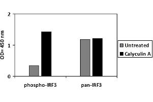 HT29 cells were treated or untreated with  Calyculin A and analyzed using this phosphoELISA and Western Blot.
