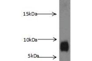 Western blot analysis of K-562 cells subjected to SDS-PAGE, with S100A8 Antibody (dilution 1:1000). (S100A8 anticorps)