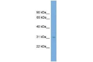 WB Suggested Anti-NRBF2  Antibody Titration: 0. (NRBF2 anticorps  (N-Term))