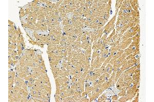 ABIN6258440 and ABIN6275234 at 1/100 staining mouse heart tissue by IHC-P. (MRPS22 anticorps  (C-Term))