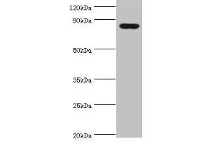 Western blot All lanes: Peroxisomal multifunctional enzyme type 2 antibody at 3 μg/mL + Mouse liver tissue Secondary Goat polyclonal to rabbit IgG at 1/10000 dilution Predicted band size: 80, 84, 78 kDa Observed band size: 80 kDa
