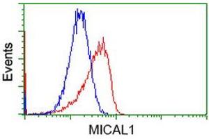 Flow cytometric Analysis of Hela cells, using anti-MICAL1 antibody (ABIN2453287), (Red), compared to a nonspecific negative control antibody (TA50011), (Blue). (MICAL1 anticorps)