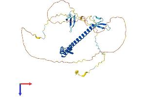 AlphaFold protein structure predicition of Human Recombinant WBP4 Protein, UniprotID O75554
