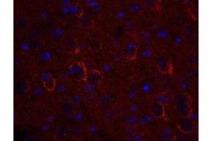 Indirect immunostaining of PFA fixed mouse brain section (dilution 1 : 500; red). (VTI1A anticorps  (AA 2-185))
